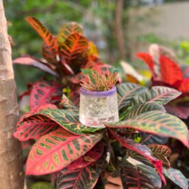 Misa Allium Bowl- Purple Border, Transparent Body, White Pearls 4 HP07 IMG 0678 scaled 1