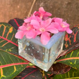 HP12 IMG 0664 scaled 1