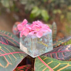 HP12 IMG 0669 scaled 1