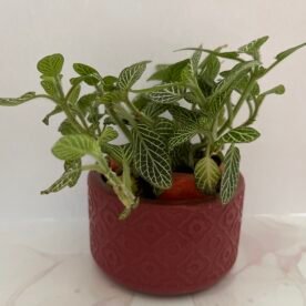 Misa Allium Bowl- Kite design, Earthy brown finish 3 IMG 1660 Original