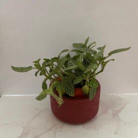 Misa Allium Bowl- Kite design, Earthy brown finish 5 shp HP15 IMG 1659 scaled 1