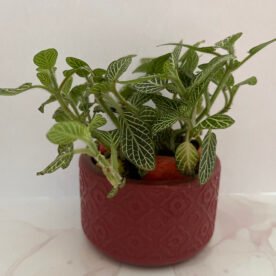 Misa Allium Bowl- Kite design, Earthy brown finish 6 shp HP15 IMG 1660 scaled 1